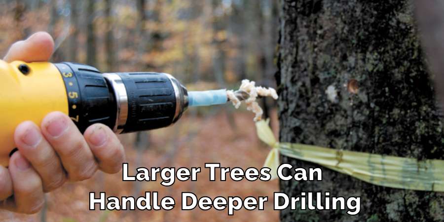 Larger Trees Can Handle Deeper Drilling